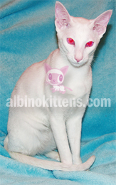 Albino Cat Picture 001