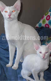 Albino Cat Picture 002